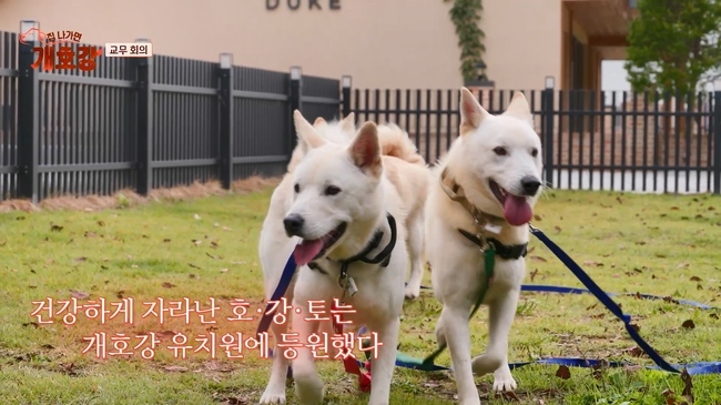 사진=JTBC ‘집 나가면 개호강’